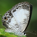 Nacaduba kurava (White Line Blue) at home<br />Canon EOS KDX (400D) + EFS60 F2.8